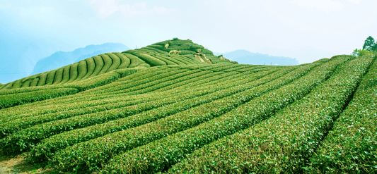 A Story of Biodynamic Farming, Fairtrade, and Ethical Practices - Makaibari Tea