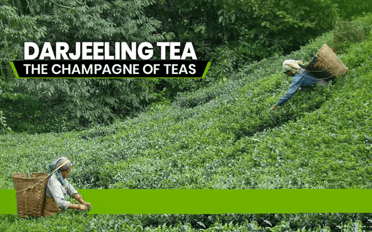 Darjeeling: The Champagne of Teas - Makaibari Tea