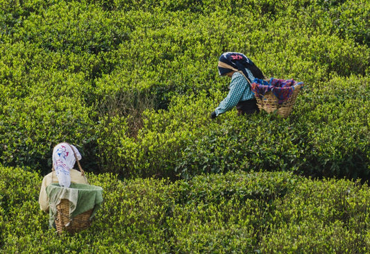 Why First Flush is Known as the โChampagne of Teasโ - Makaibari Tea