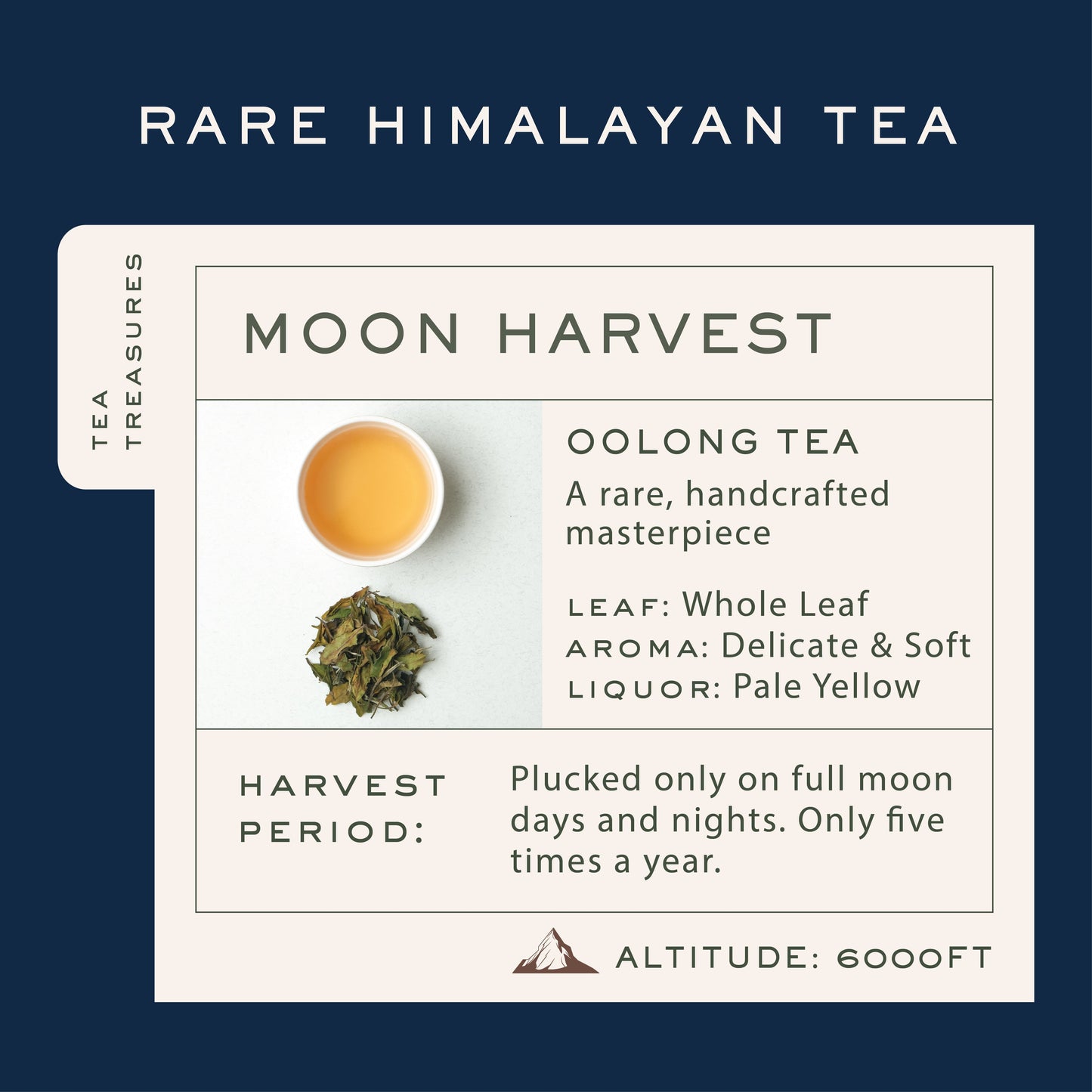 Makaibari Silver Tips Imperial | 50 gm Tin Caddy | Loose Leaf Full Moon Oolong Tea - Makaibari Tea