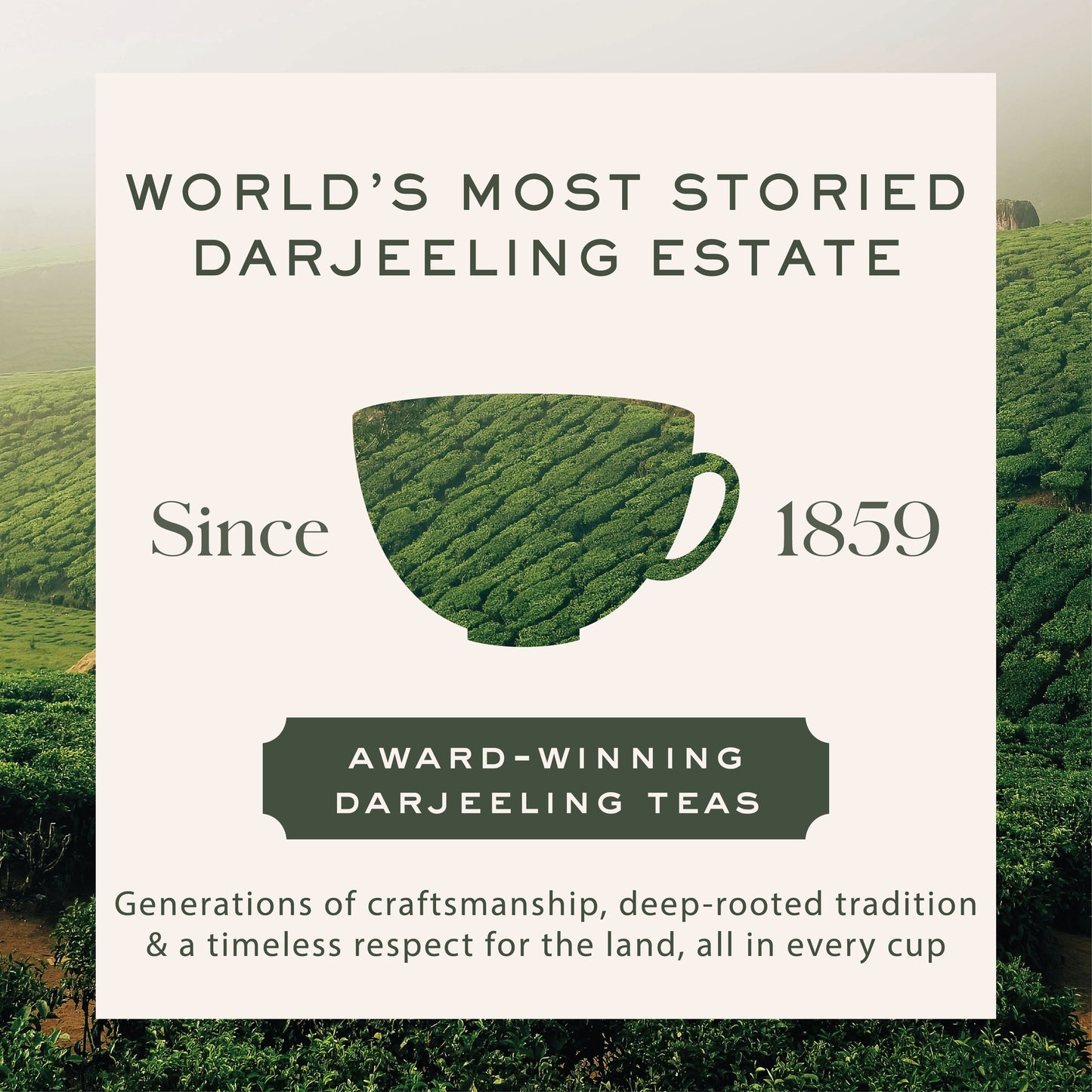 Makaibari Summer Solstice Muscatel | 25 Tea Bags | Second Flush Black Tea - Makaibari Tea