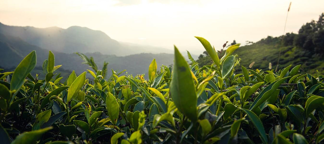 Darjeeling Tea – A Healthy Beverage to Sip on During Monsoon - Makaibari Tea