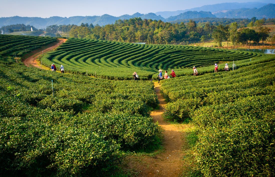Darjeeling Tea Guide, Benefits, Varieties & Health – Makaibari Tea