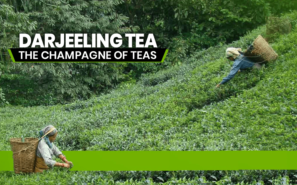 Darjeeling: The Champagne of Teas - MAKAIBARI TEA