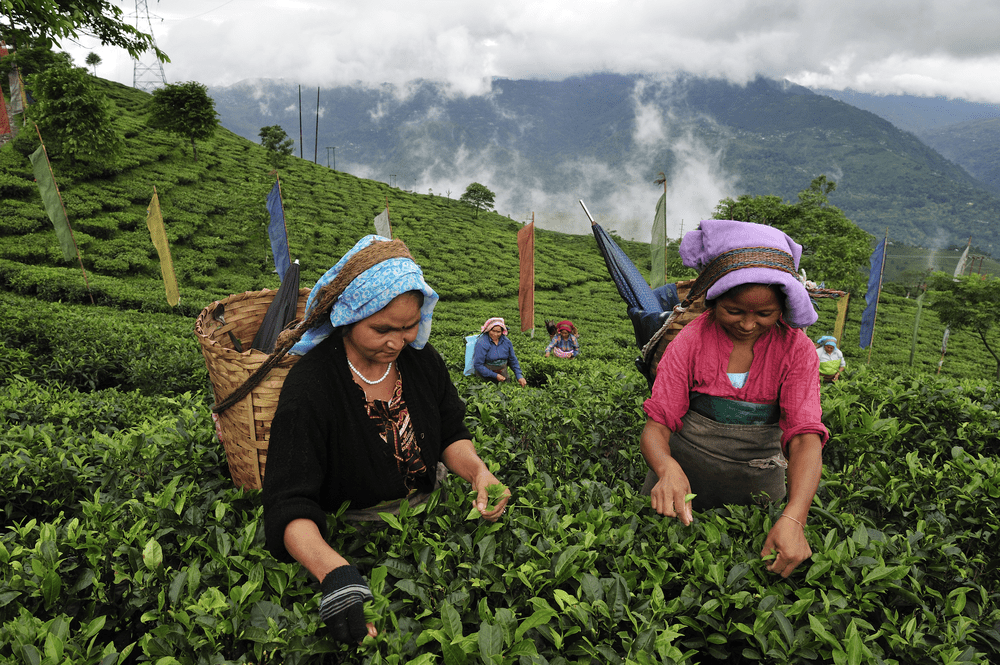 The Ritual of Tea Drinking: Embracing Mindfulness with Makaibari Darjeeling Teas - MAKAIBARI TEA