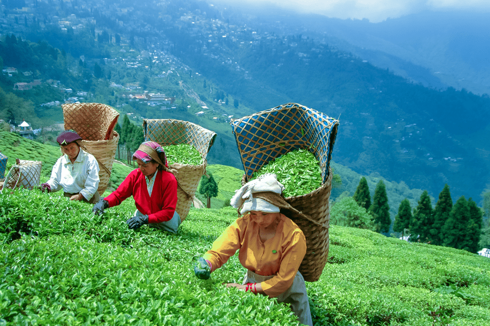 What Makes Darjeeling Tea Unique? - Makaibari Tea