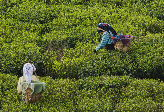 Why First Flush is Known as the ‘Champagne of Teas’ - MAKAIBARI TEA