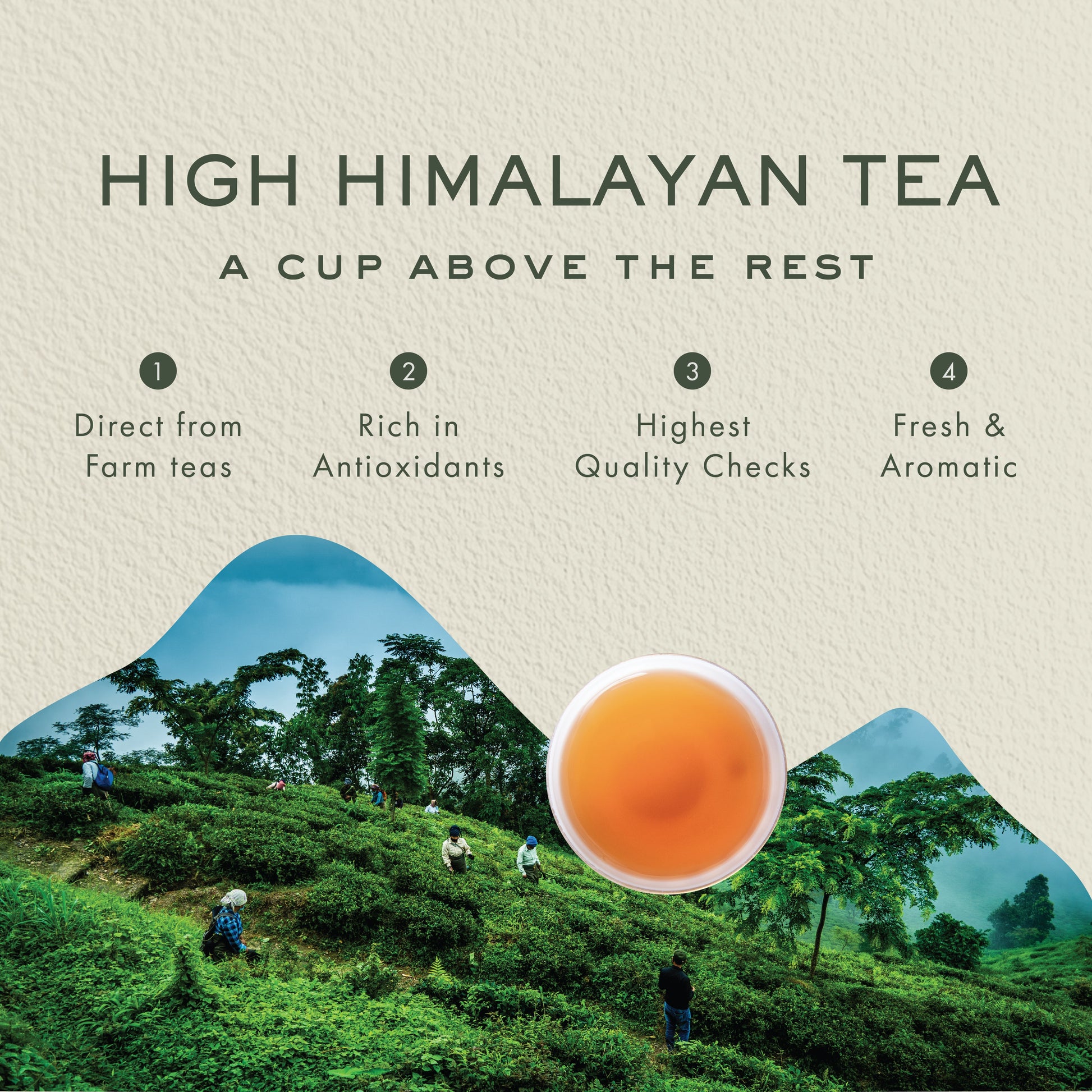 Darjeeling Roasted Black Tea - Makaibari Tea